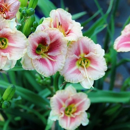 Лилейник Литтл Анна Роза