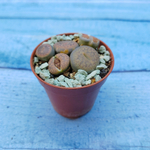 Lithops sp. (Литопсы)