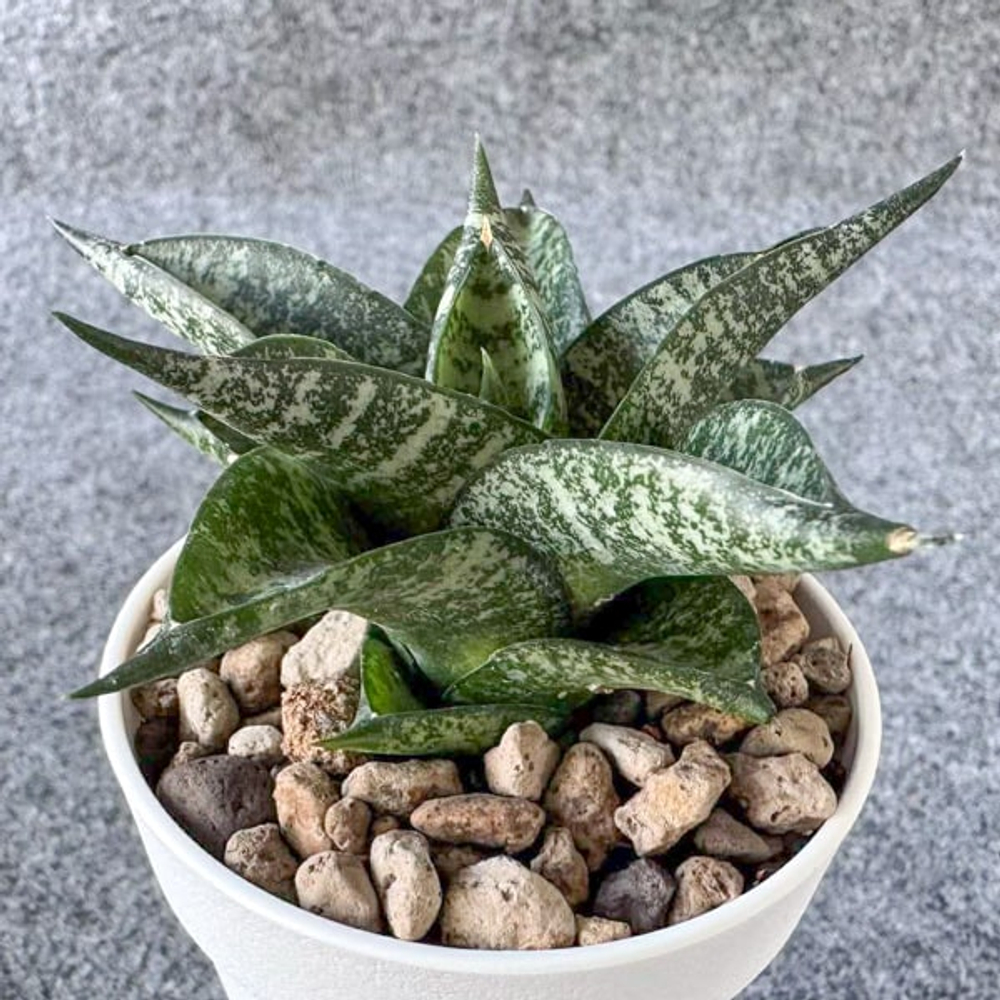 Сансевиерия MANEE TOWER MUT