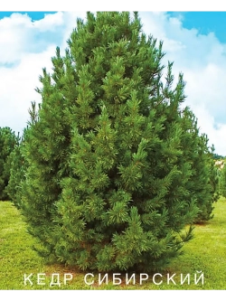 Кедр сибирский, Семена, 15 шт