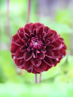 Георгин помпонный Дарк Спирит