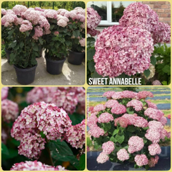 Гортензия древовидная Свит Аннабель С3 фирменный Закупка М38