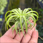 Тилландсия ionantha Curly Leaf M