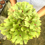 Платицериум P.RIDLEYI DWARF SILVER