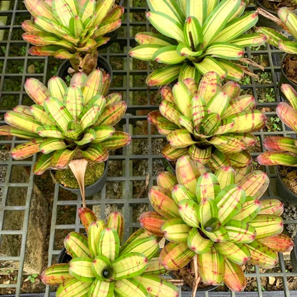 Неорегелия HOPSCOTCH