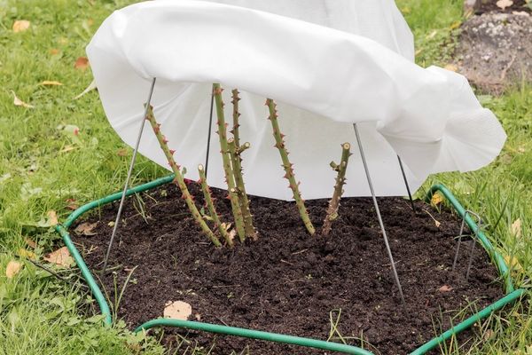 Укрытие роз в Сибири: пошаговая инструкция Укрытие роз в Сибири: пошаговая инструкция