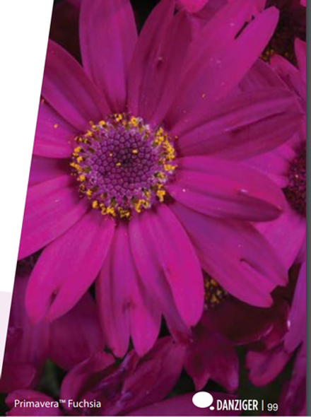 ЕВРО Цинерария Pericallis Primavera Fuchsia НЕукор черенок середина ноября 25