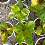 Антуриум JENMANI VAR