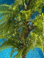 Папоротник на стволе 132 см