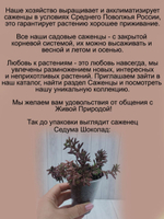 Седум очиток Шоколад