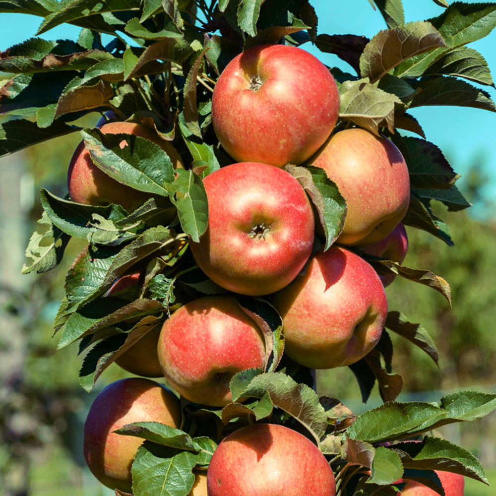 Яблоня колоновидная МИКС ЗКС