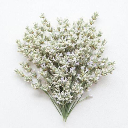 Лаванда узколистная Элеганс Сноу 15шт.