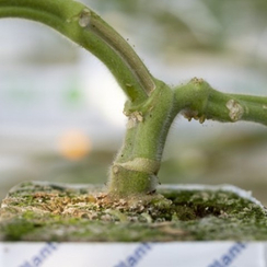 Сузука F1 семена подвоя (Rijk Zwaan / Райк Цваан)