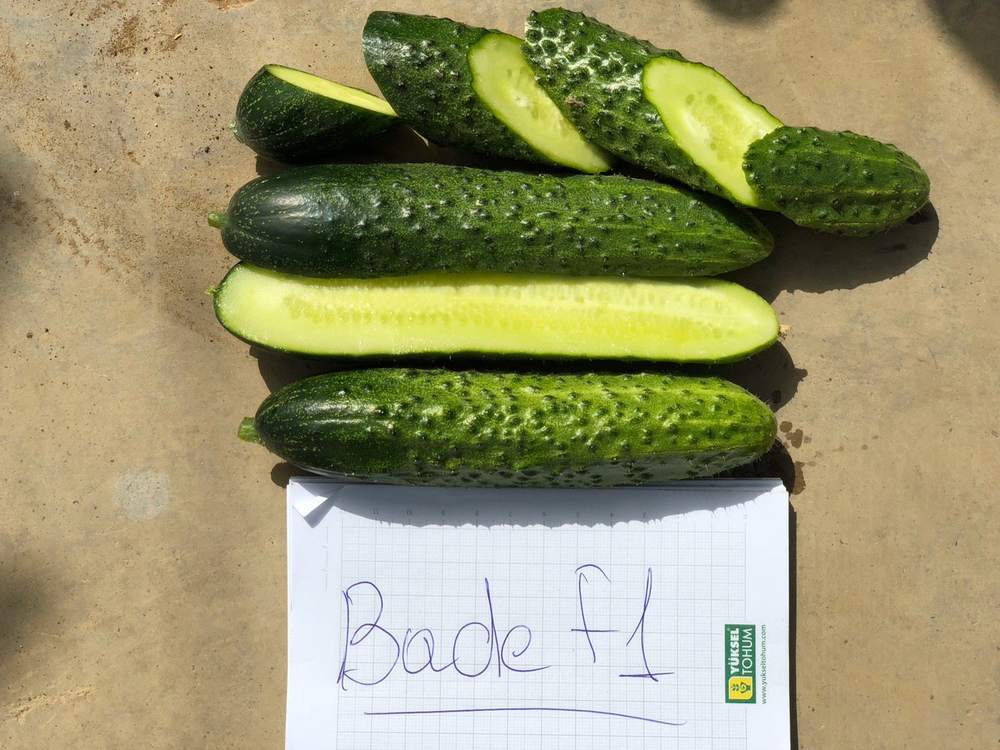 Баде F1 семена огурца партенокарпического ( Yuksel Tohum / )