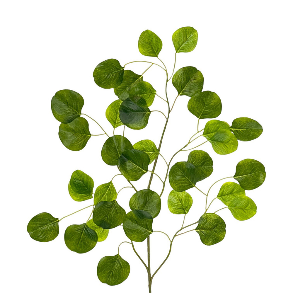 Эвкалипт популус ветка 75 см