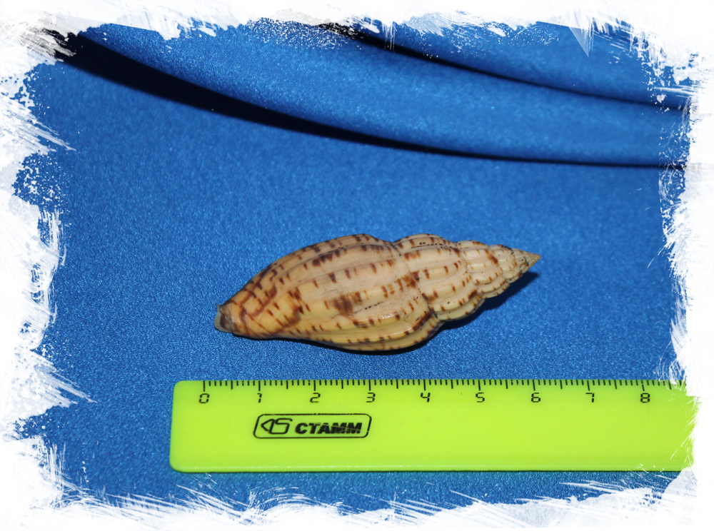 Волюта бохоленсис, Lyria boholensis