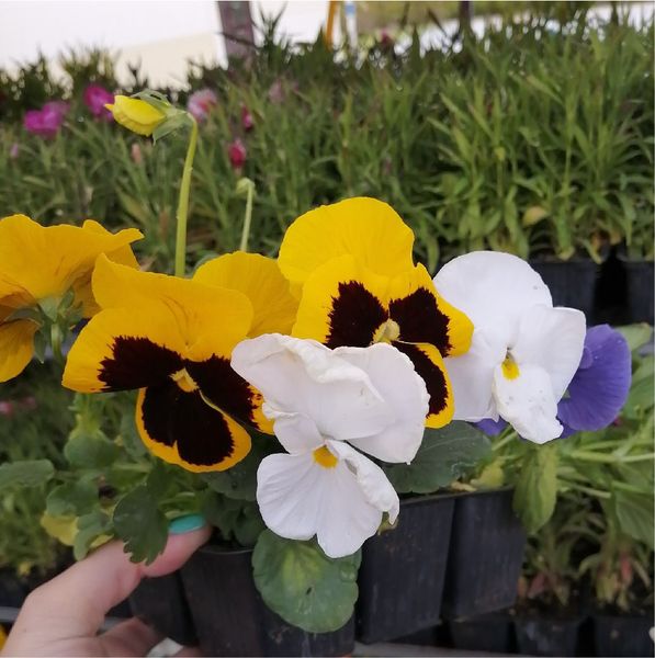 Сажаем однолетние цветы в январе