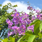 Лагерстремия обильноцветущая – Lagerstroemia floribunda