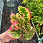 Кротон TAWEE CHOK