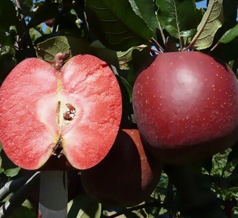Яблоня красномякотная Тринити