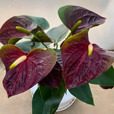 Антуриум Андрэ ARAMON