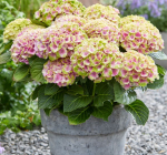 Magical Jewel Pink/ Мэджикал Джевел Пинк (Стандарт поставки Р9)2025г.