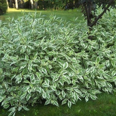 Дерен белый Элегантиссима