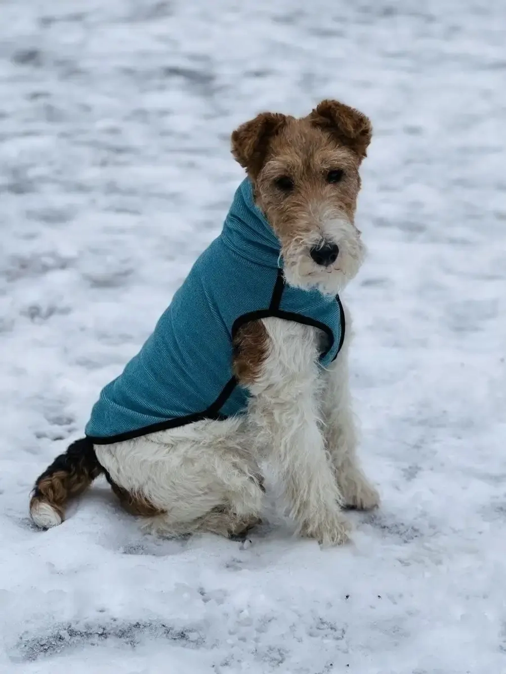 Свитер для собак на молнии попона
