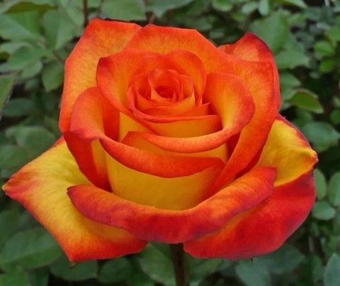 Роза чайно-гибридная Хай Мэджик