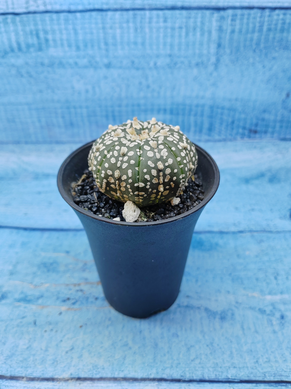 Astrophytum Asterias (Астрофитум)