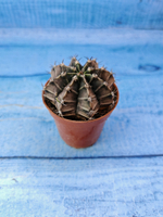 Gymnocalycium Friedrichii (Гимнокалициум)