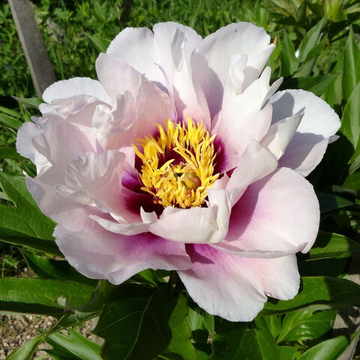 Пион Кора Льюиз (Ито)