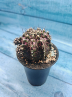 Gymnocalycium T-Rex Pink hybride (Гимнокалициум T-rex)