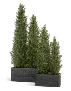 Деревья Treez Collection высота до 150см