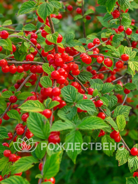 Вишня Войлочная Огонек