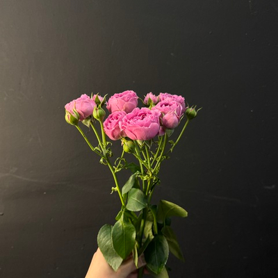 Кустовая Роза Mystic Bubbles, 1шт (ветка)