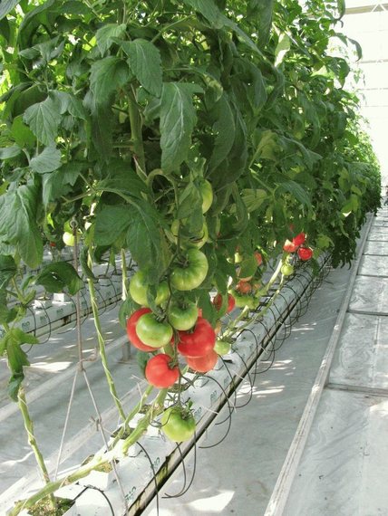 Самба F1 семена томата индетерминантного (Гавриш) – фото 4