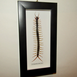 Сколопендра Scolopendra alternans в рамке