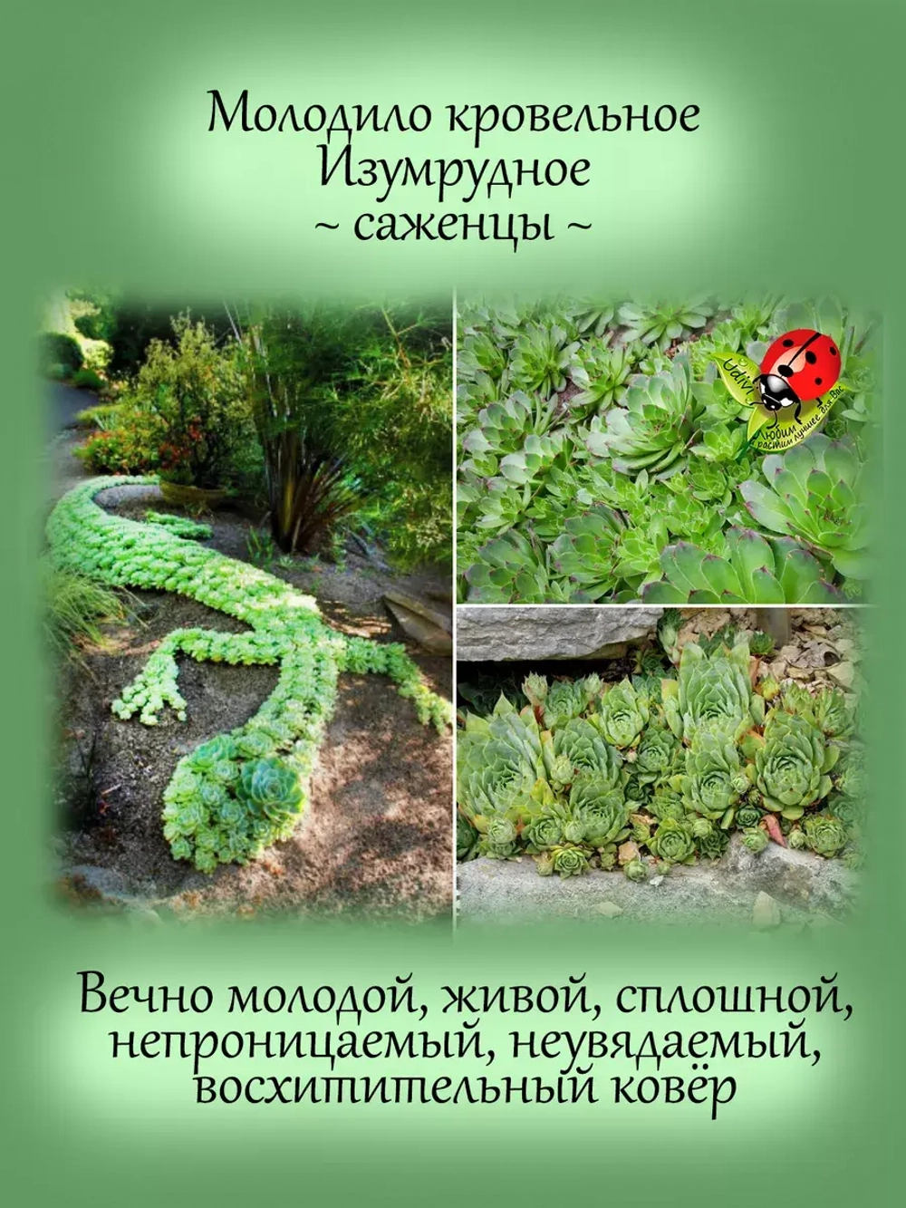 Молодило Кровельное каменная роза быстрорастущее
