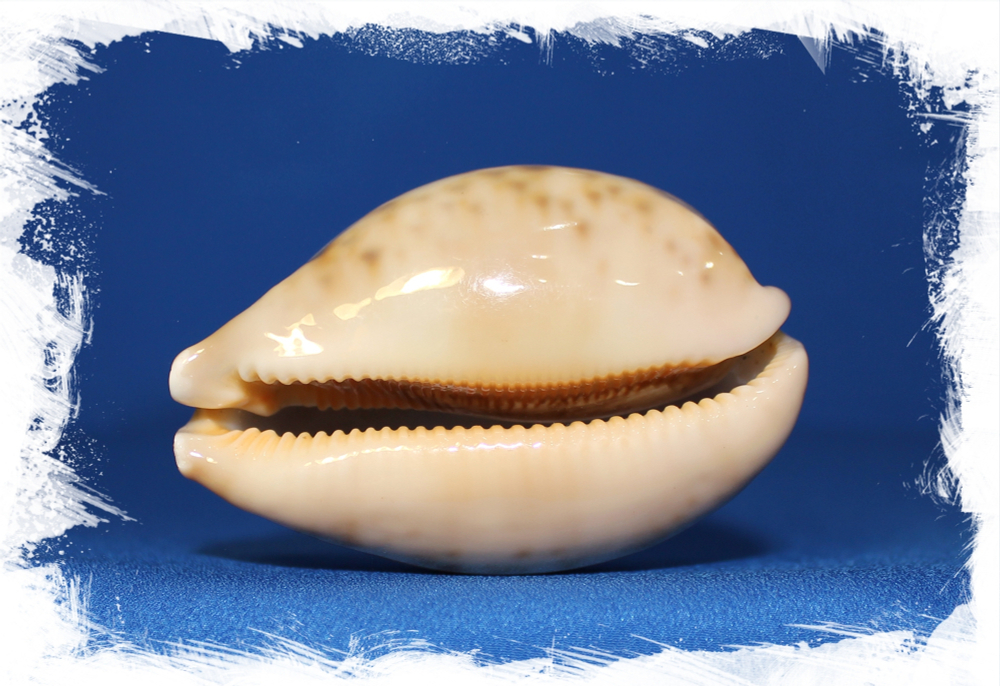 Ципрея Маппа, 7-9см, 1шт