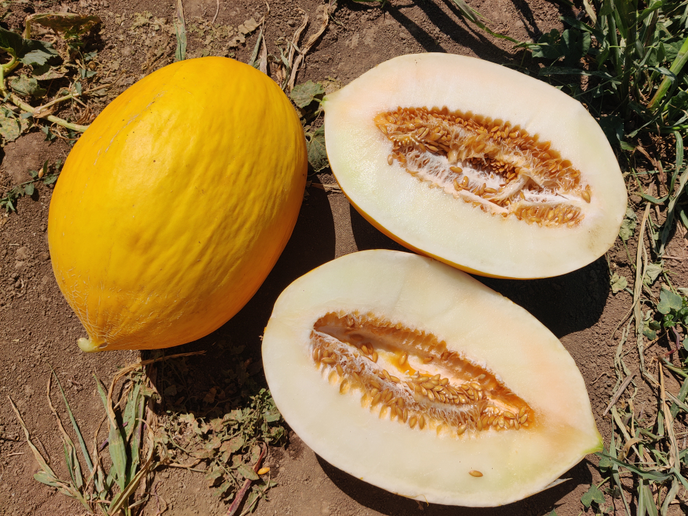 Санора F1 семена дыни ( Yuksel Tohum / )