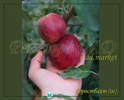 Яблоня Фростбайт (Frostbite)