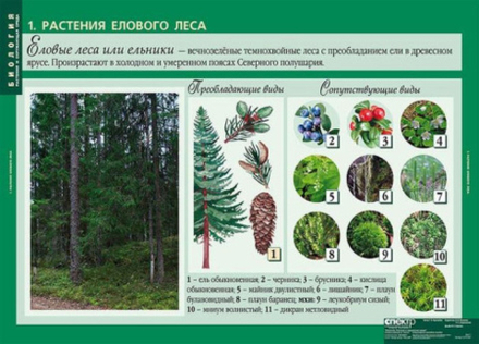 Растения и окружающая среда