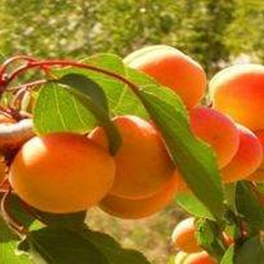 Абрикос Северное сияние (2-летний) ОКС