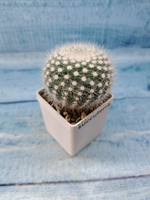 Notocactus Scopa (Нотокактус)