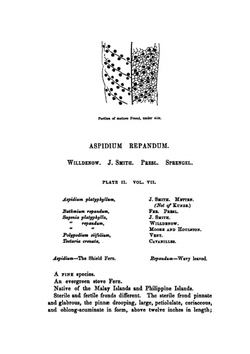 Ferns: British and Exotic. Volume 7 | Edward Joseph Lowe