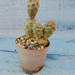 Tephrocactus Articulatus (Тефрокактус)
