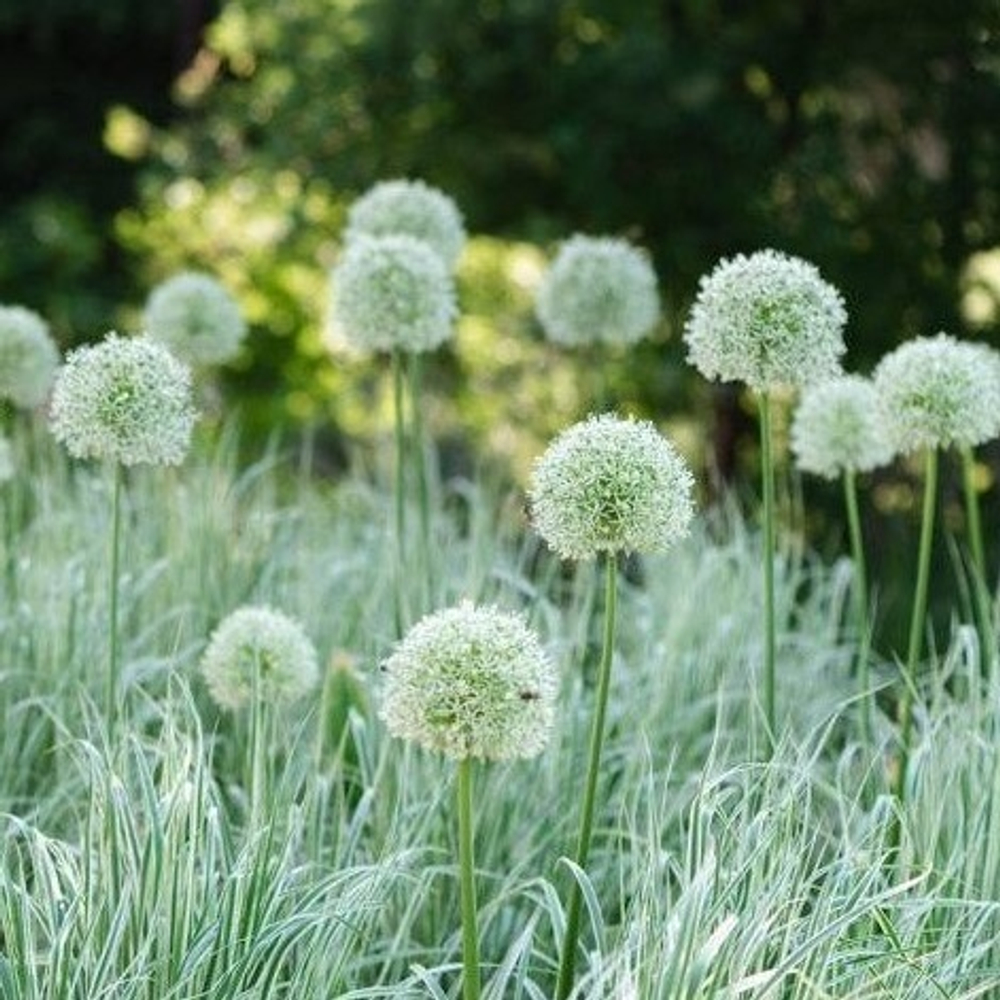 Вейник остроцветковый "Overdam". Calamagrostis x acutiflora "Overdam".