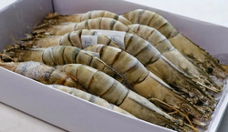 Креветки тигровые 13/15, с/г, с/м, Бангладеш