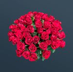 Розы 51 шт